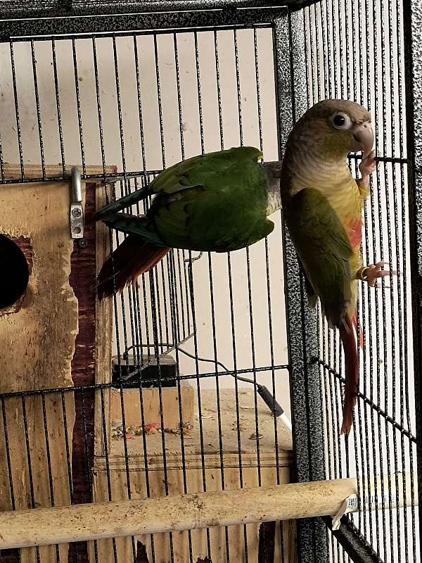 conure-for-sale