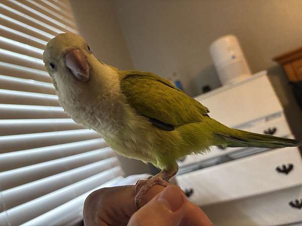 quaker-parrots-for-sale-in-new-bern-nc