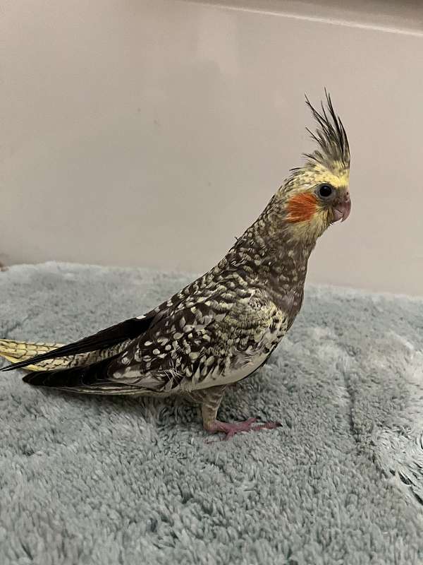cockatiel-for-sale