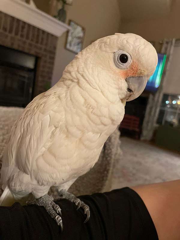 white-pet-rare-bird-for-sale