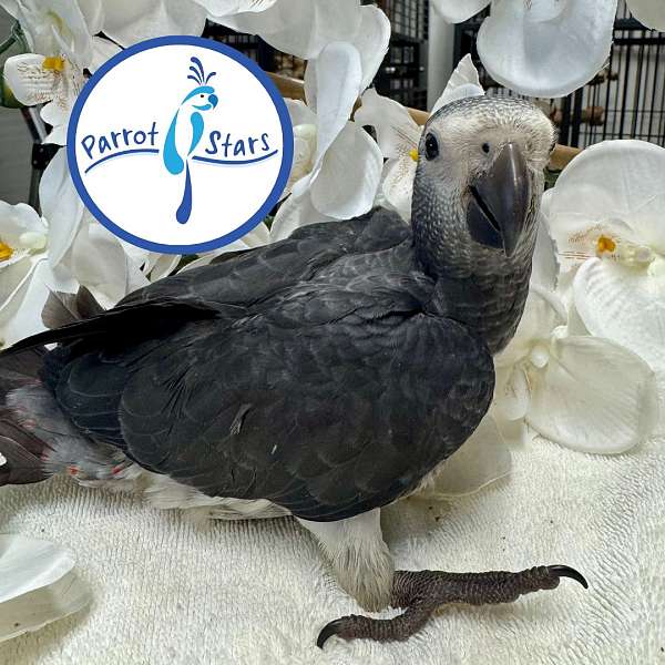 timneh-african-grey-parrot-for-sale