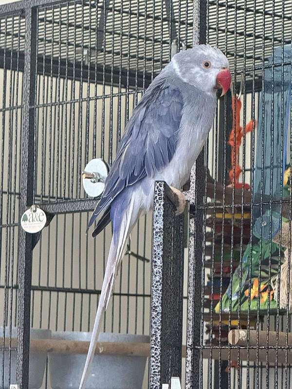purple-white-bird-for-sale-in-virginia