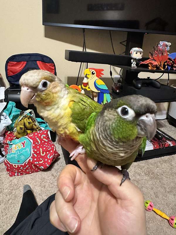 green-cheek-conure-for-sale