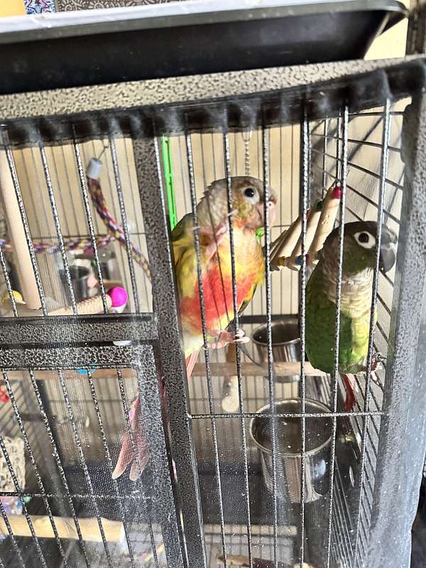 green-cheek-conure-for-sale-in-kissimmee-fl