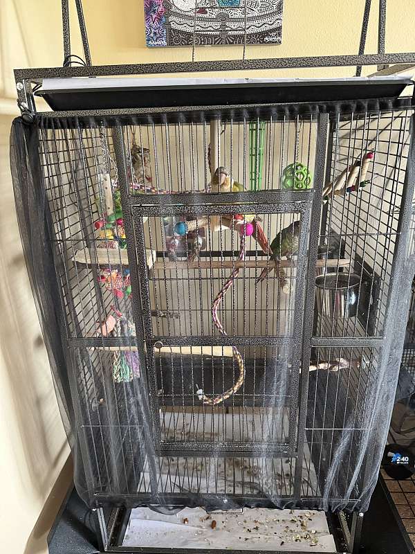 bird-for-sale-in-kissimmee-fl