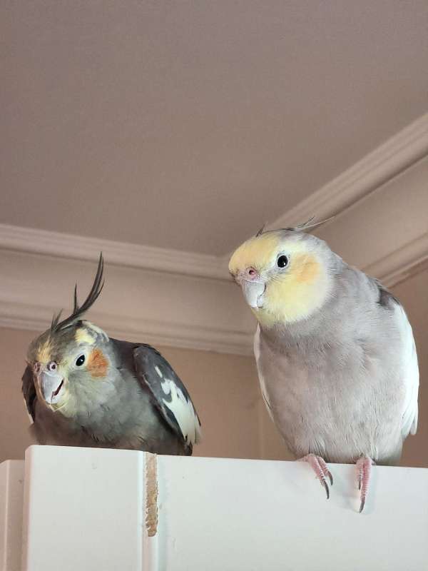 large-bonded-pair-tame-bird-for-sales