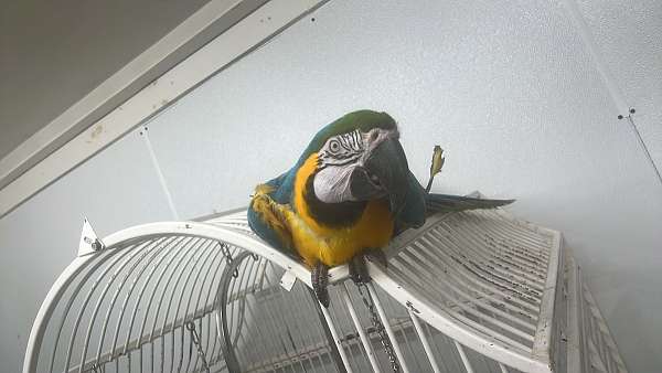 macaw-for-sale-in-bangor-me