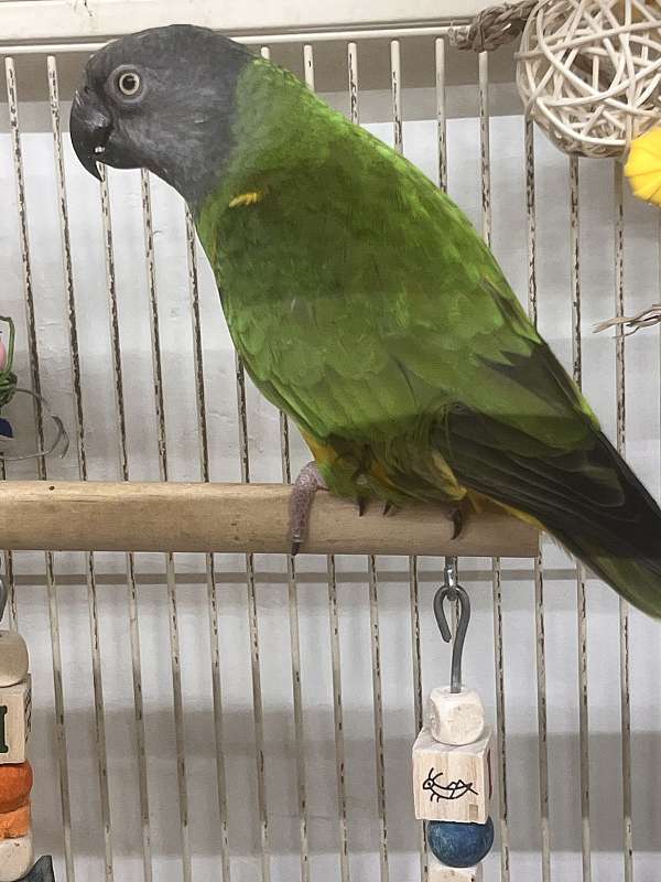 amazon-parrot-for-sale-in-bangor-me