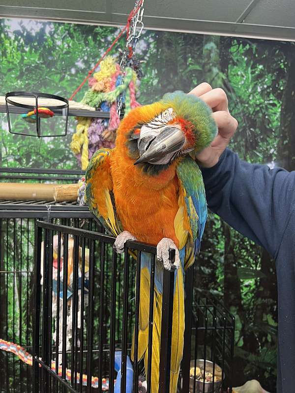 bird-for-sale-in-bangor-me