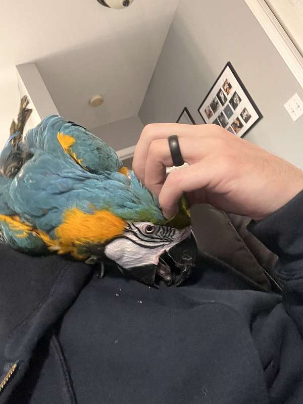 young-bird-for-sale-in-bangor-me