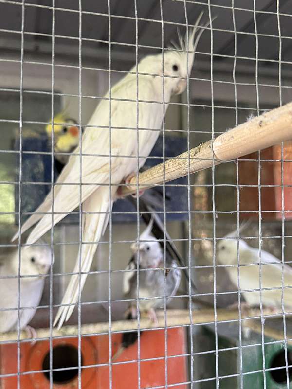 cockatiel-for-sale