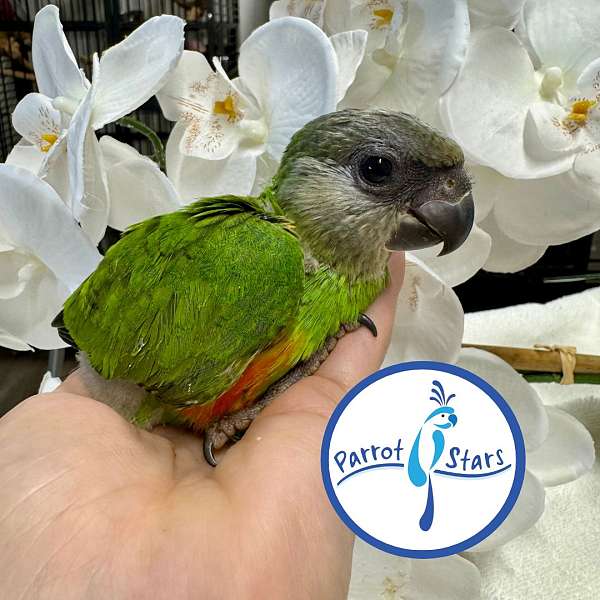 senegal-poicephalus-parrots-for-sale