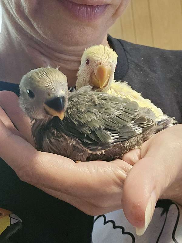 lovebird-for-sale