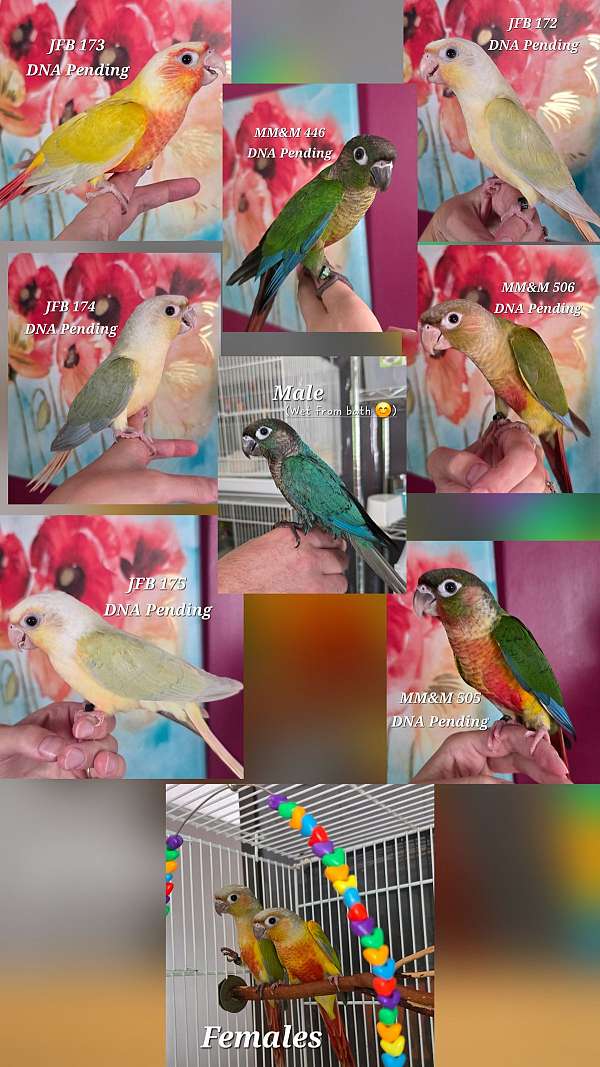 green-cheek-conure-for-sale