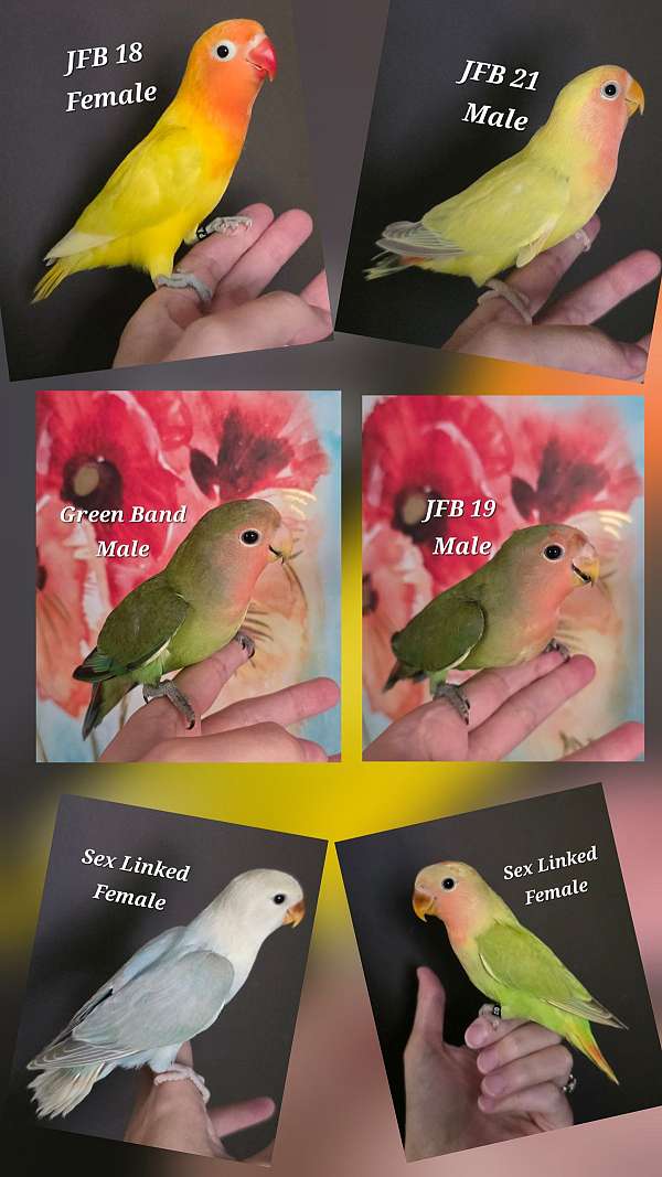 lovebird-for-sale