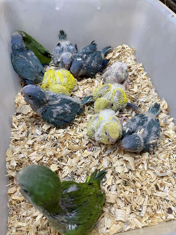 parrot-for-sale-in-harrisonburg-va