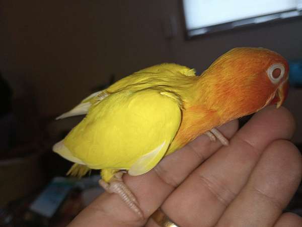 fischers-lovebird-for-sale-in-osceola-ia