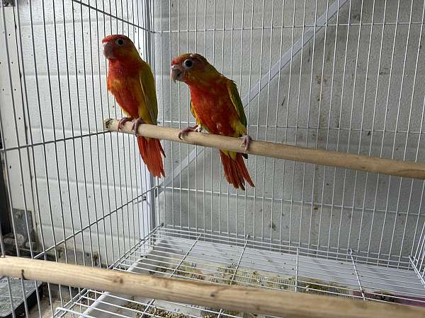red-bird-for-sale-in-oklahoma-city-ok