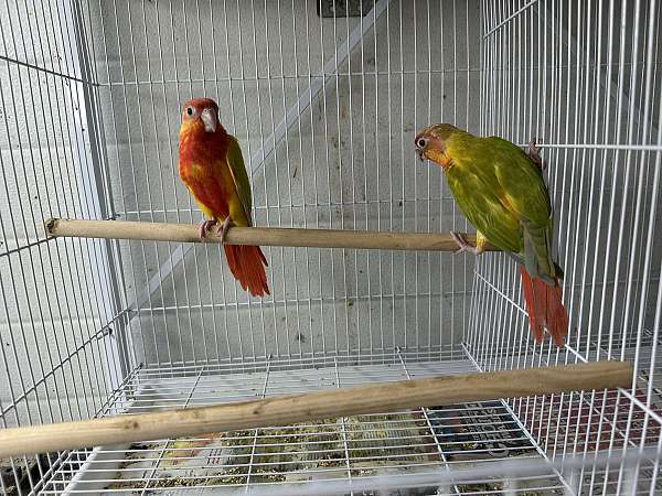 green-cheek-conure-for-sale