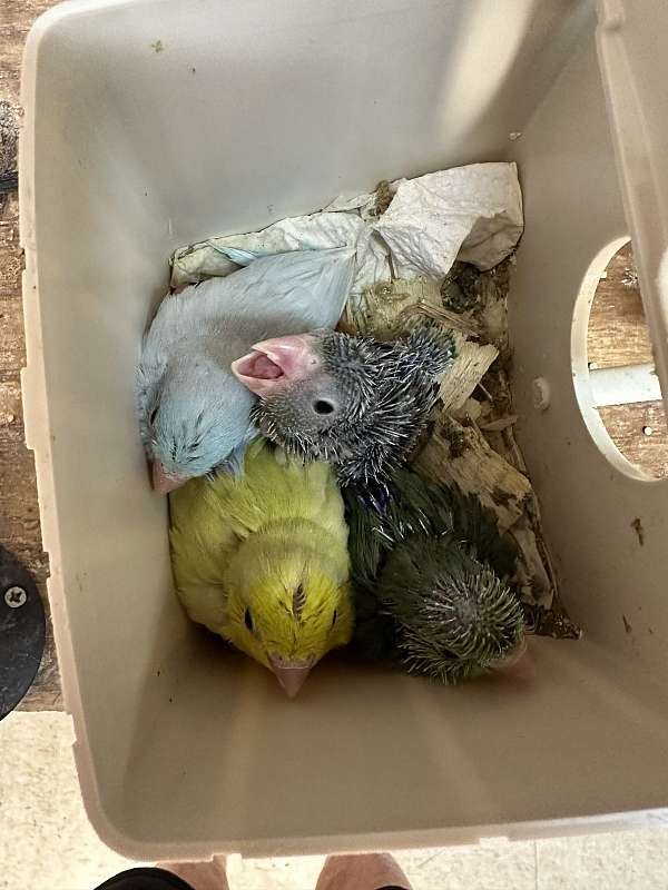 pacific-parrotlet-for-sale-in-oklahoma-city-ok