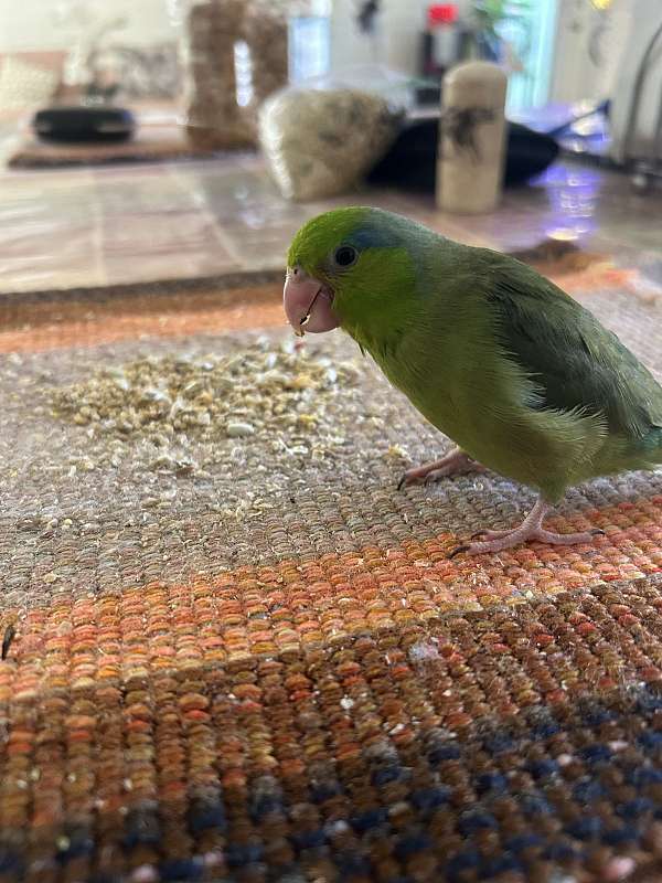 pacific-parrotlet-for-sale