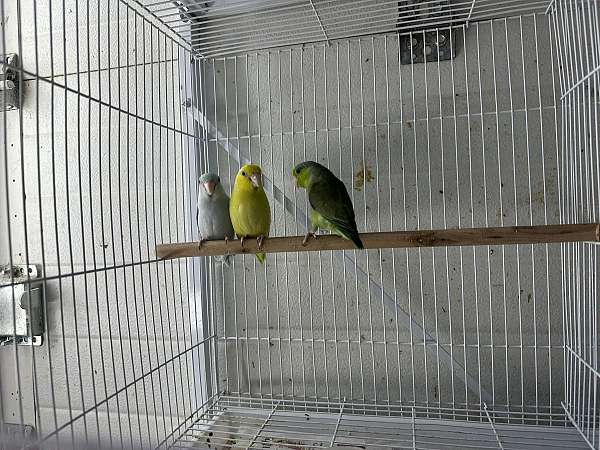 cobalt-bird-for-sale-in-oklahoma-city-ok