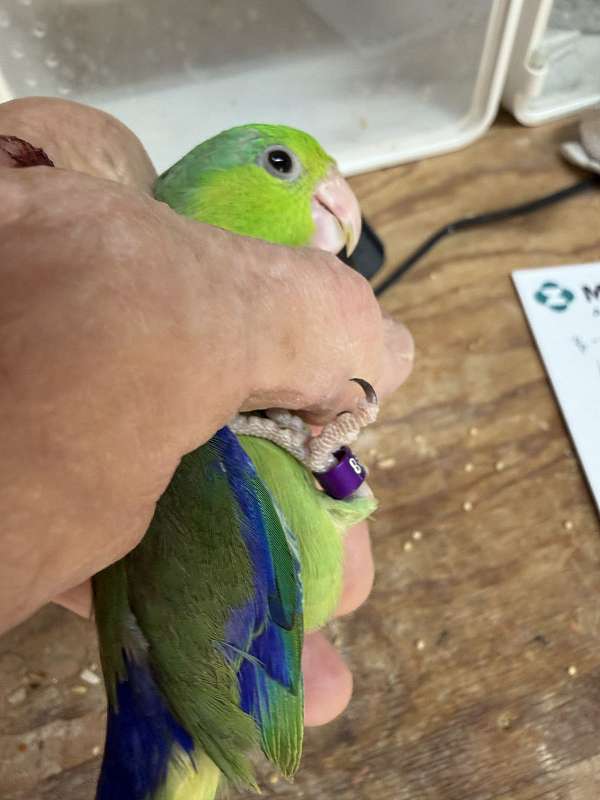 pacific-parrotlet-for-sale-in-oklahoma-city-ok