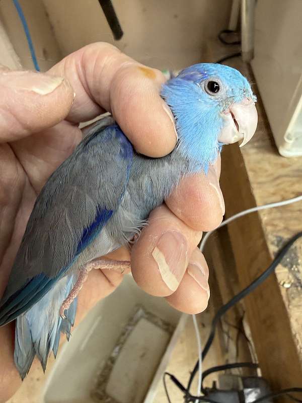 pacific-parrotlet-for-sale