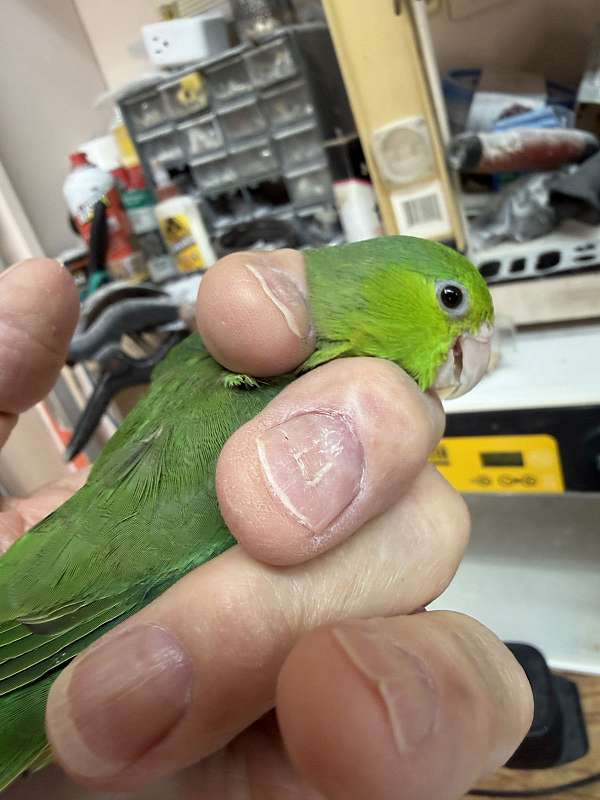 bird-for-sale-in-oklahoma-city-ok