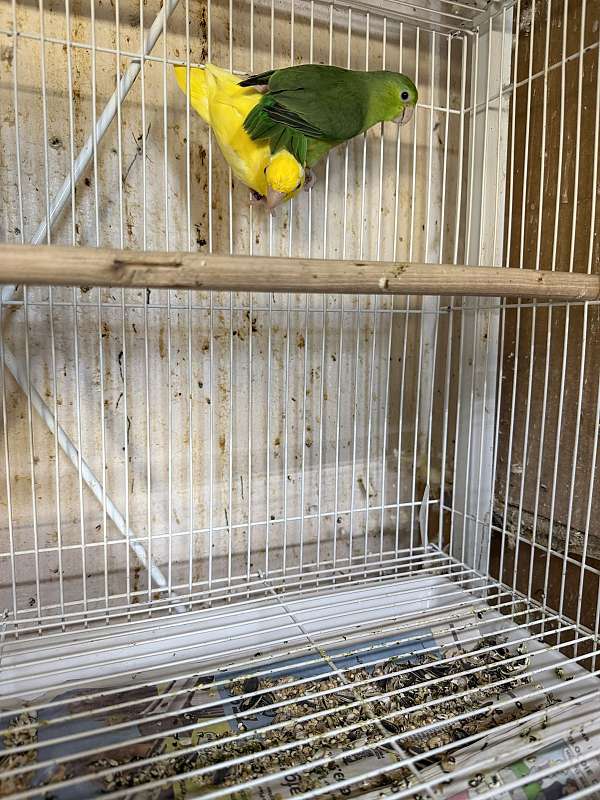 young-bird