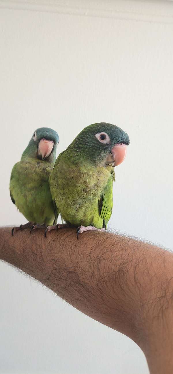 blue-crown-conure-for-sale-in-los-angeles-ca
