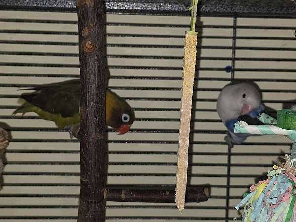 lovebird-for-sale-in-niskayuna-ny