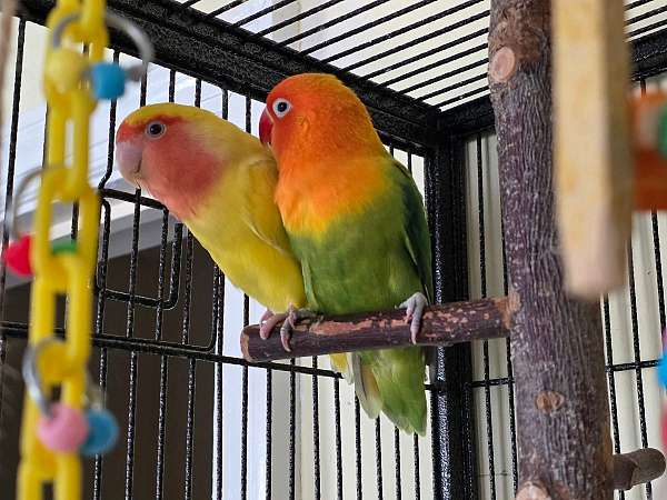 small-bird-for-sale-in-niskayuna-ny