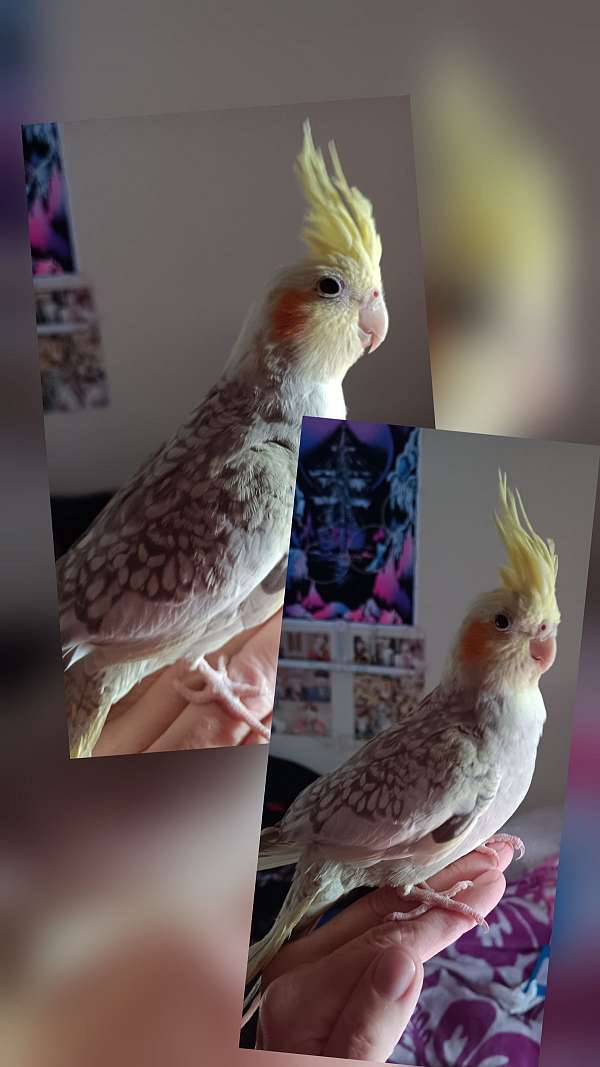 cockatiel-for-sale-in-angola-in