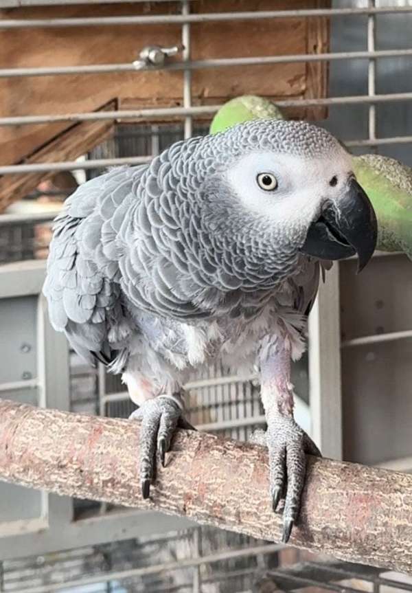 bird-for-sale-in-dade-city-fl