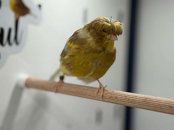 canary-for-sale