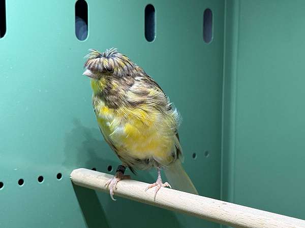 canary-for-sale-in-waltham-ma