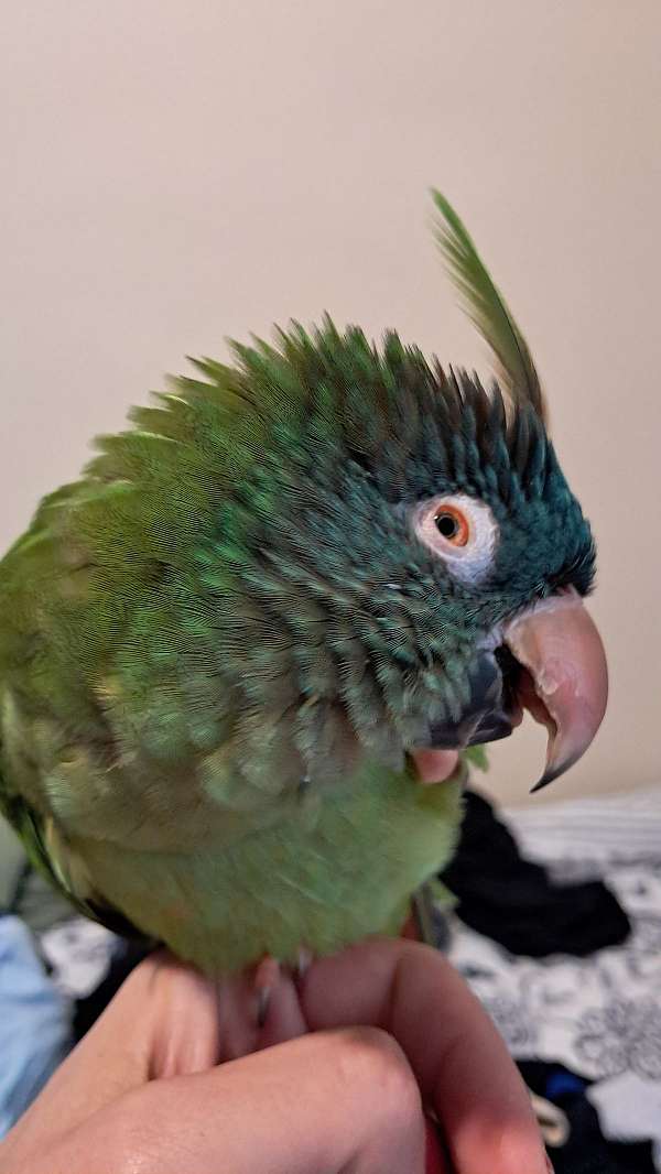 blue-crown-conure-for-sale