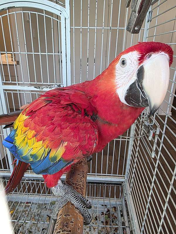 macaw-scarlet-macaw-for-sale-in-san-antonio-tx