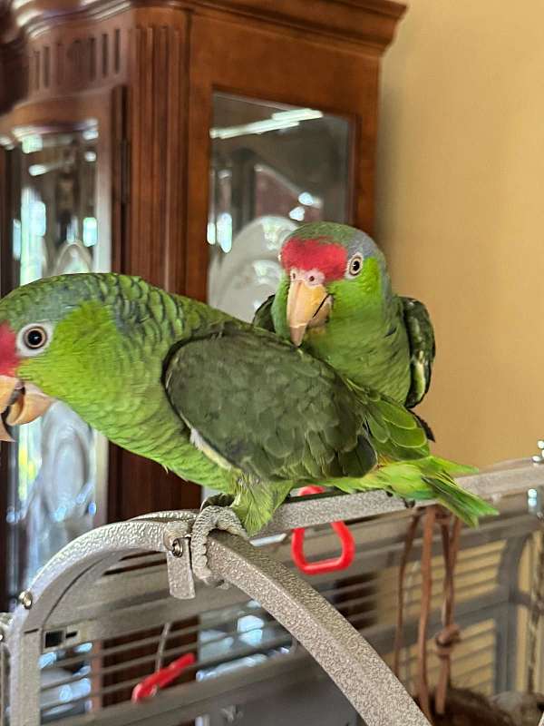 amazon-parrot-for-sale