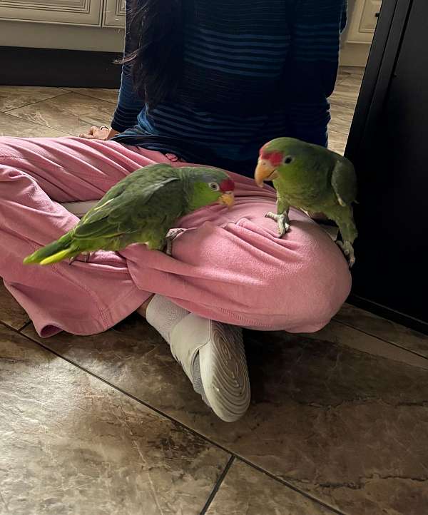 green-amazon-parrot-for-sale