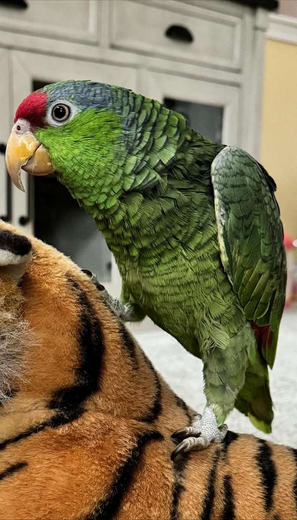 amazon-parrot-for-sale-in-new-jersey