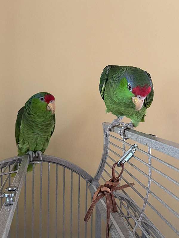 green-bird-for-sale