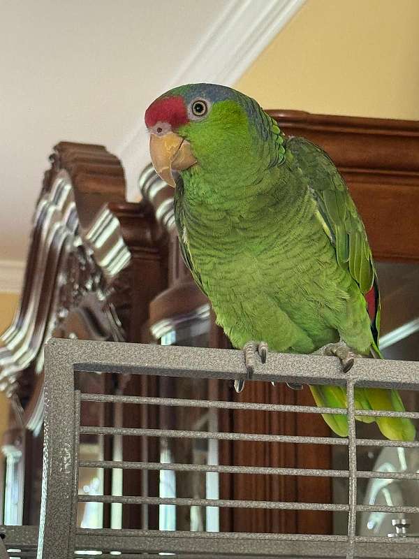 medium-bird-for-sale