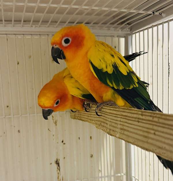 sun-conure-for-sale