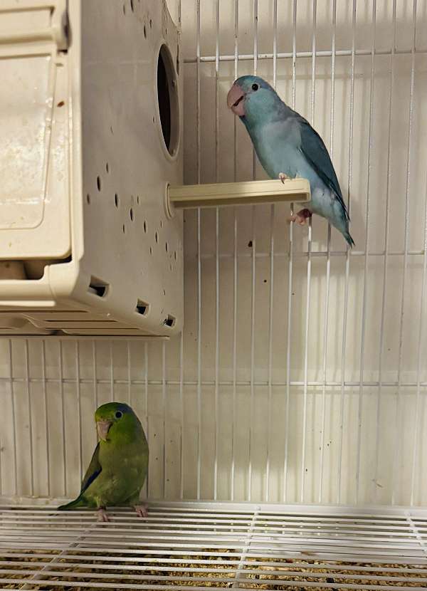pacific-parrotlet-for-sale