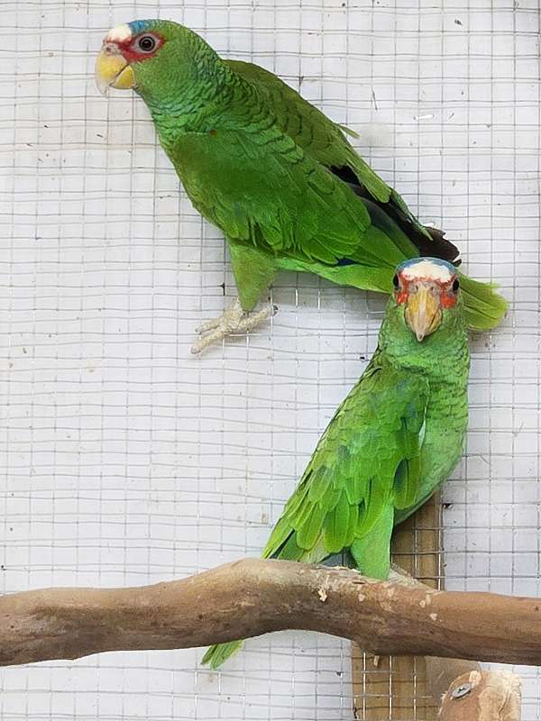 young-adult-bird-for-sale-in-tennessee