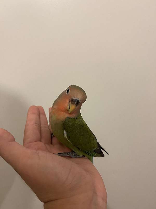 peach-faced-lovebird-for-sale