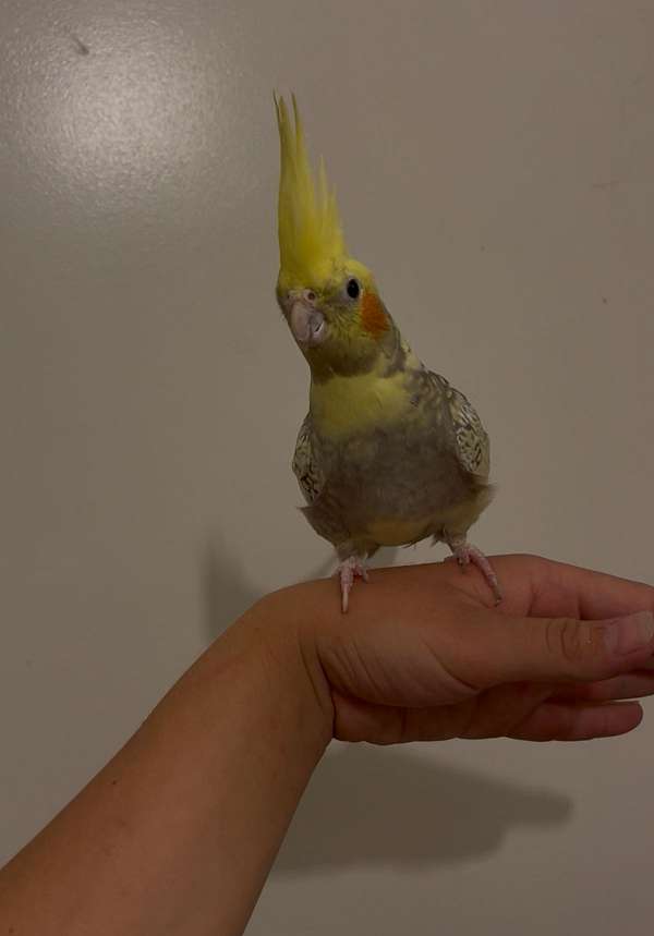 pearl-pied-bird-for-sale-in-phoenix-az