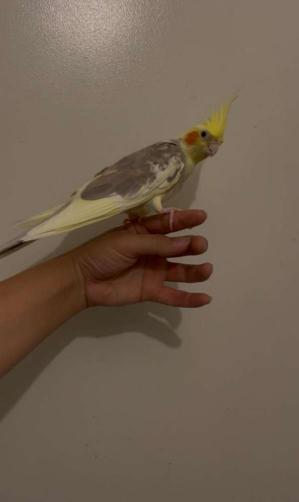 cinnamon-pied-bird-for-sale-in-phoenix-az